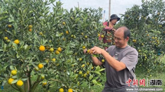 果农正在采摘脆蜜金桔。 陈平成 摄