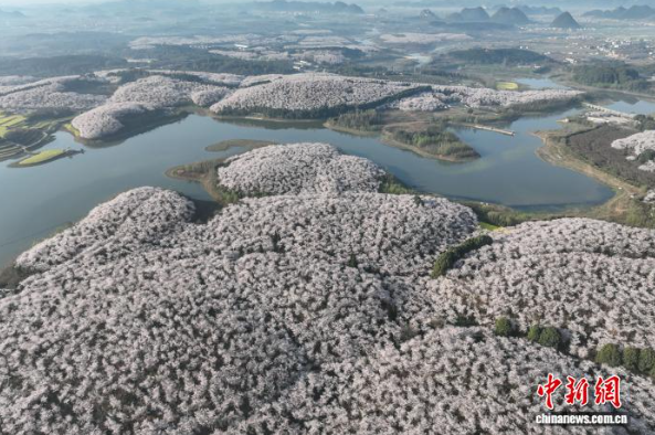 3月12日，航拍贵州贵安樱花园。中新社记者 瞿宏伦 摄