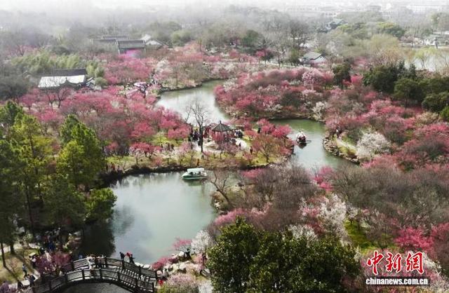 瘦西湖“湖上梅林”迎来最佳赏期，再现“平冈艳雪”盛景。刘江瑞摄