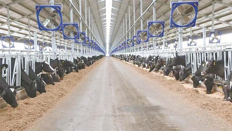 飞鹤瑞信诚万头牧场。