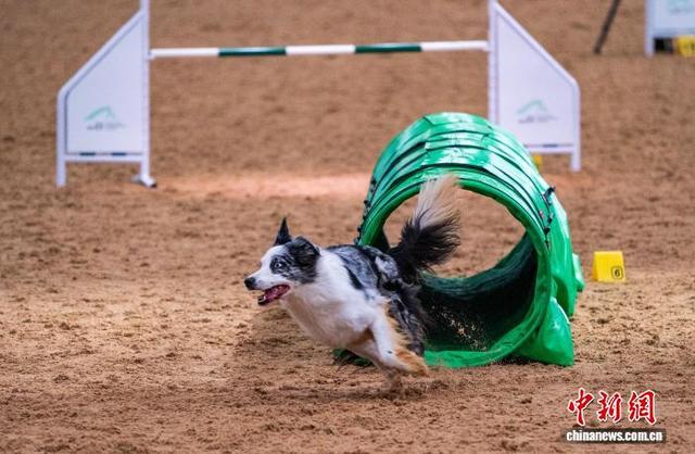 图为1月31日进行的狗狗障碍挑战赛。中新网记者 侯宇 摄