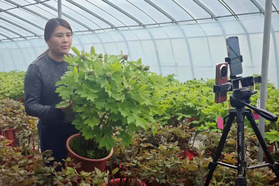 花农正在直播间讲解菏泽牡丹。图源：菏泽发布
