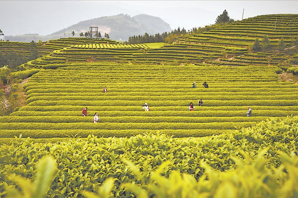 游客在玛坑乡万亩生态观光茶园“打卡”。李洪元 摄