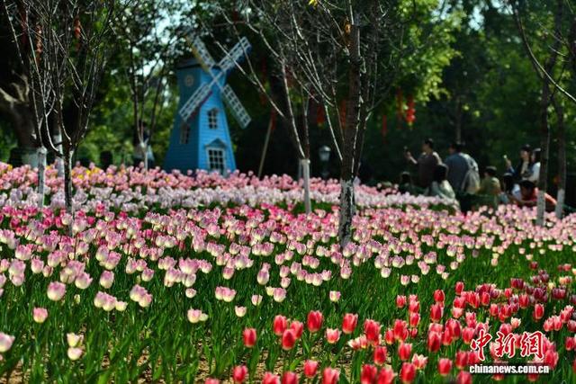 1月17日，福州市儿童公园内种植的多个品种郁金香，陆续迎来花期，吸引民众前来观赏打卡。中新社记者 张斌 摄