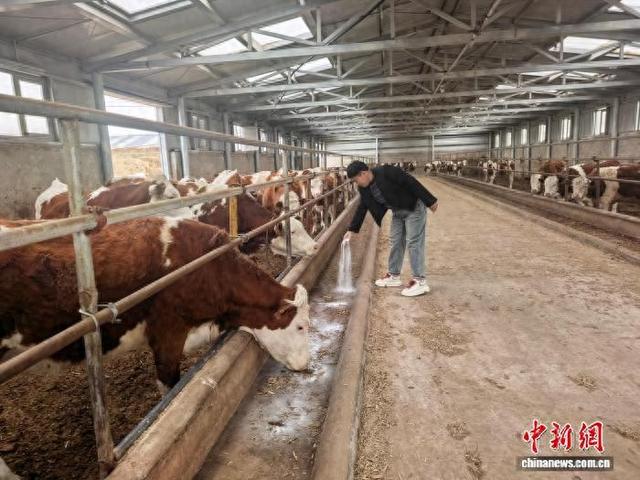图为李亚萍在给牛喂驱虫药。刘春冉 摄