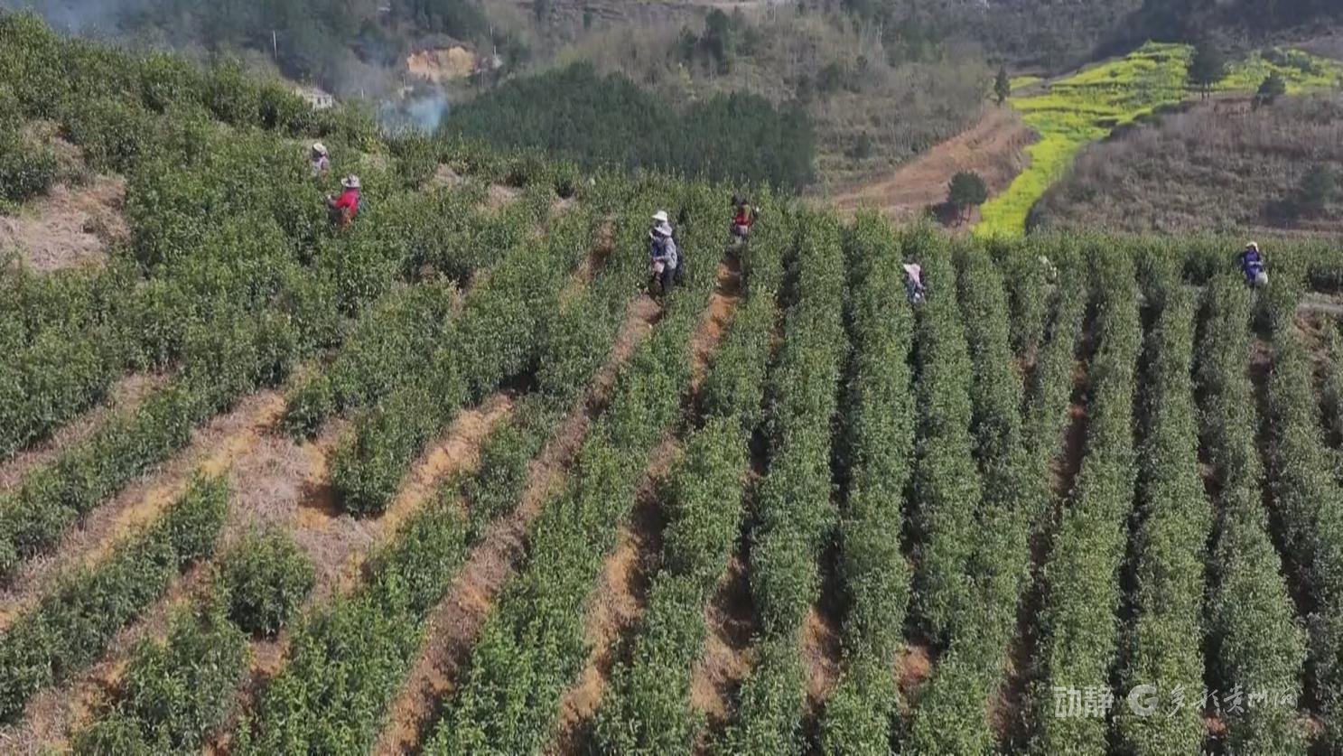 来源:遵义台 谭兴丽 务川融媒 黄婷婷 蹇诗奇 刘婷婷 安顺融媒 凃文俊 刘庆 紫云融媒 黄晓箐 龙尚武