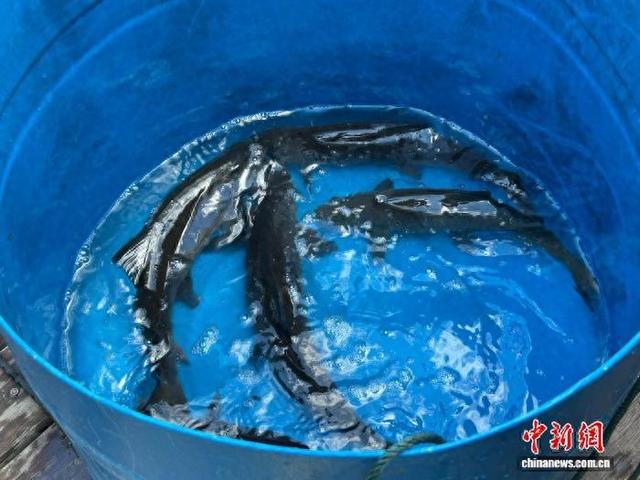 康定市鱼通镇养殖的冷水鱼。 康定市委宣传部 供图