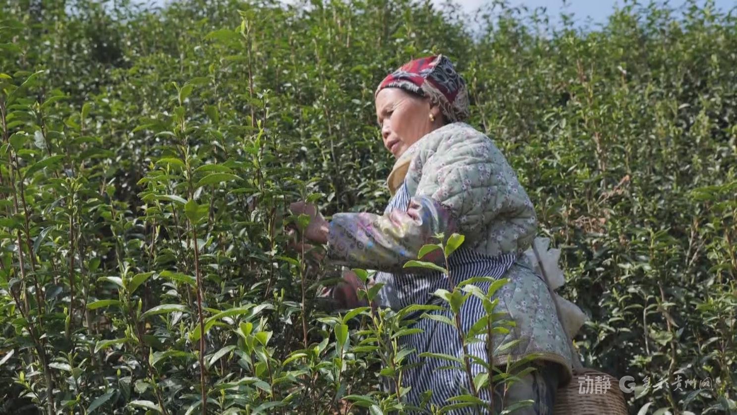 来源：遵义台 谭兴丽 务川融媒 黄婷婷 蹇诗奇 刘婷婷 安顺融媒 凃文俊 刘庆 紫云融媒 黄晓箐 龙尚武