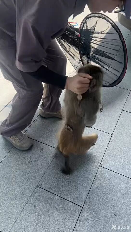 猕猴“大表哥”被抓获。图片由“闪电动物救援”工作人员提供