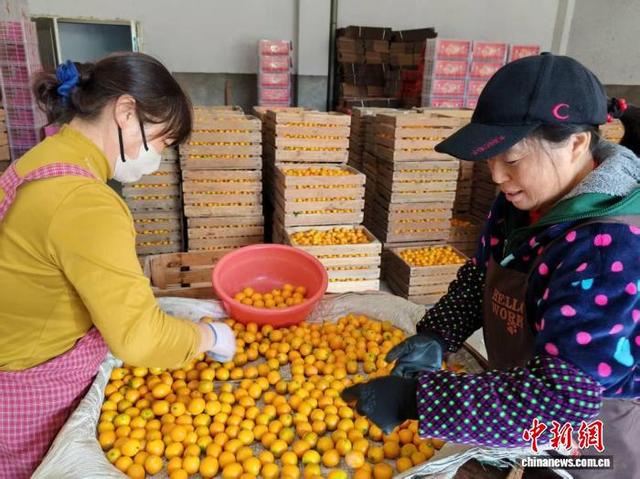 图为工人在分拣金柑。雷朝良摄