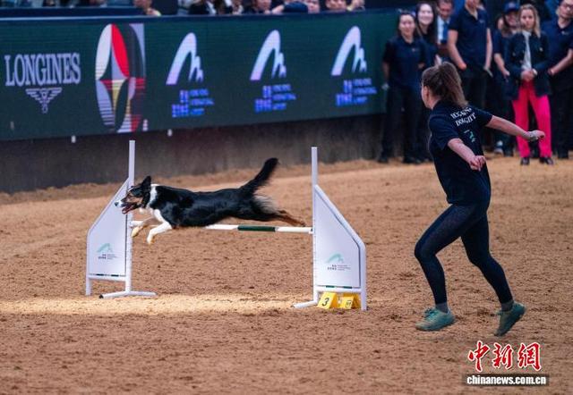 图为1月31日进行的狗狗障碍挑战赛。中新网记者 侯宇 摄