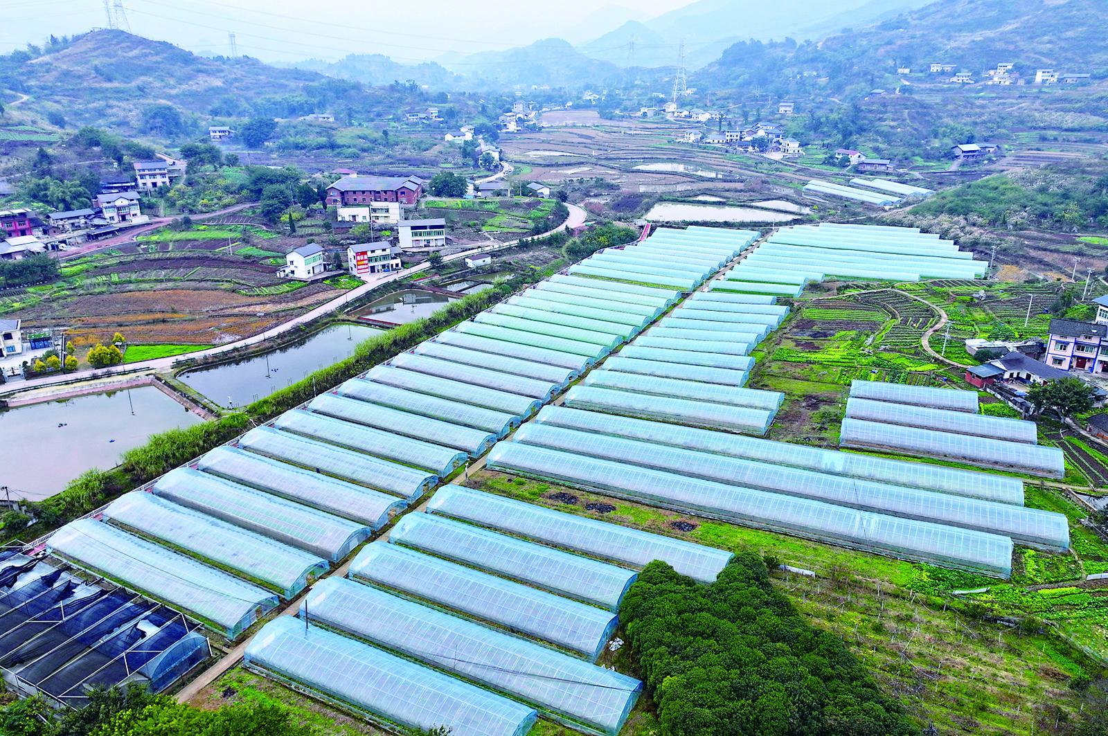北碚柳荫镇东升村果琳星球·东升都市农业园火星美莓基地