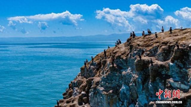 图为在青海湖鸟岛栖息的水鸟。青海湖景区保护利用管理局供图。