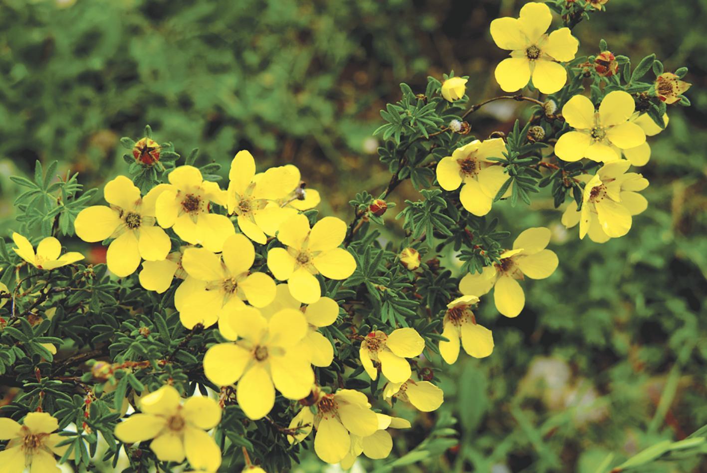 盛开的金露梅。 青海省林业和草原局供图