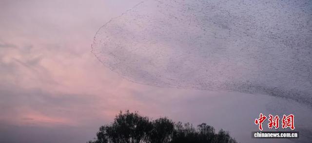 图为山东东营黄河三角洲国家级自然保护区的“鸟浪”奇观。杨斌 摄